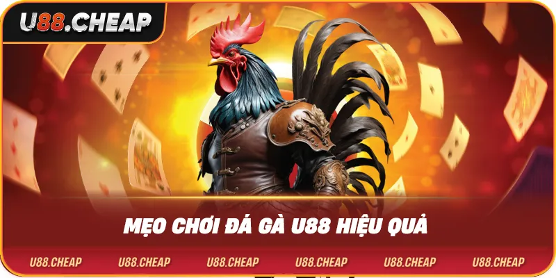 Mẹo chơi đá gà u88 hiệu quả